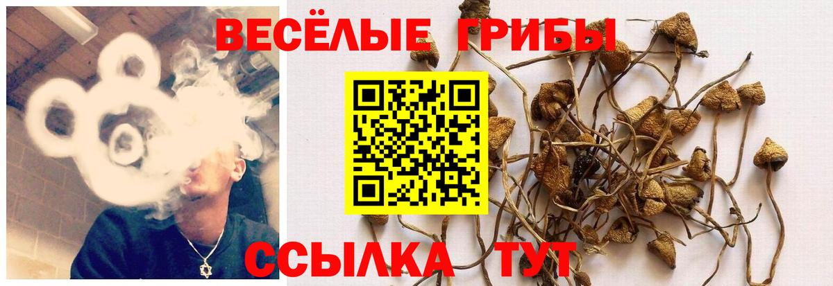 Псилоцибиновые грибы мицелий Алатырь